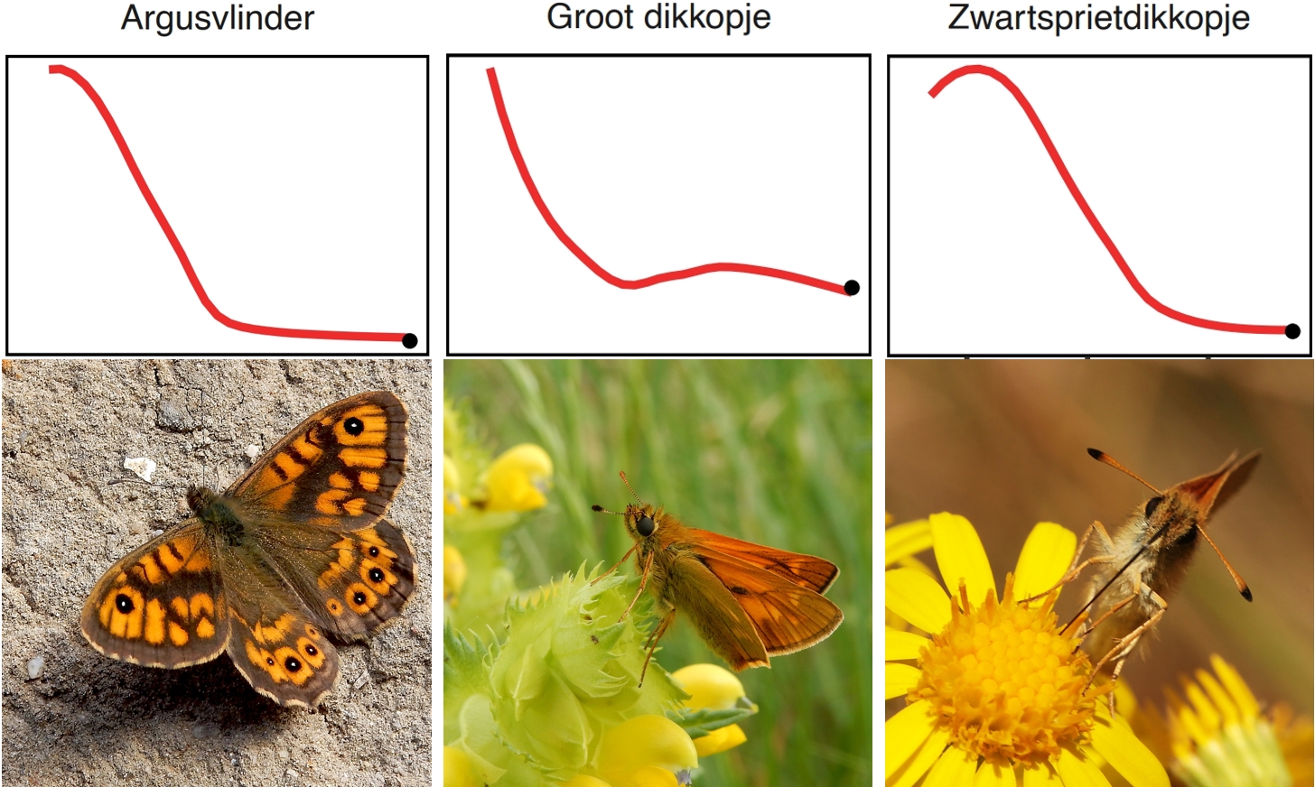 Kars Veling, grafieken: NEM